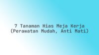 7 Tanaman Hias Meja Kerja (Perawatan Mudah, Anti Mati)